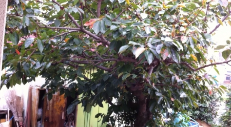 iPhone4で撮影した柿木