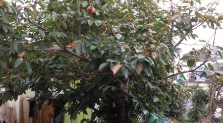 iPhone5で撮影した柿木